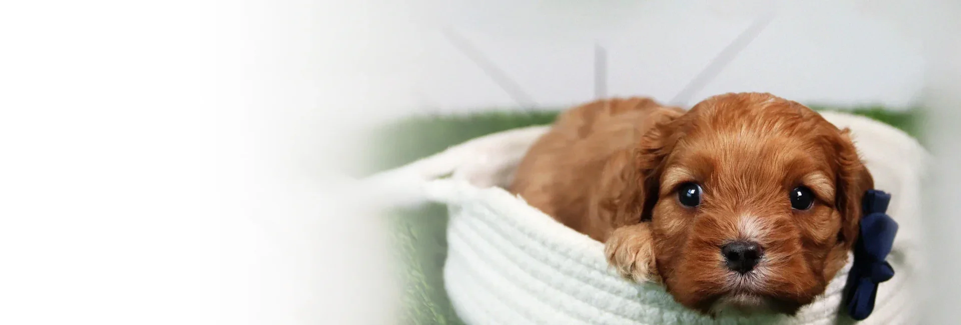 Style for Your Furry Friend