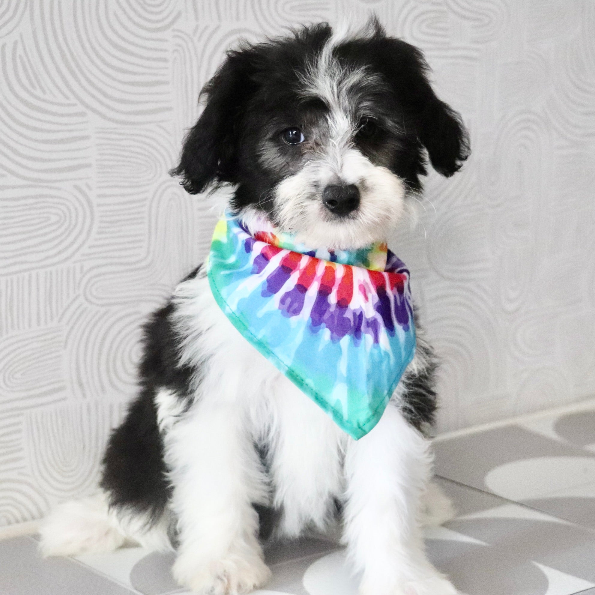 Mini Sheepadoodle