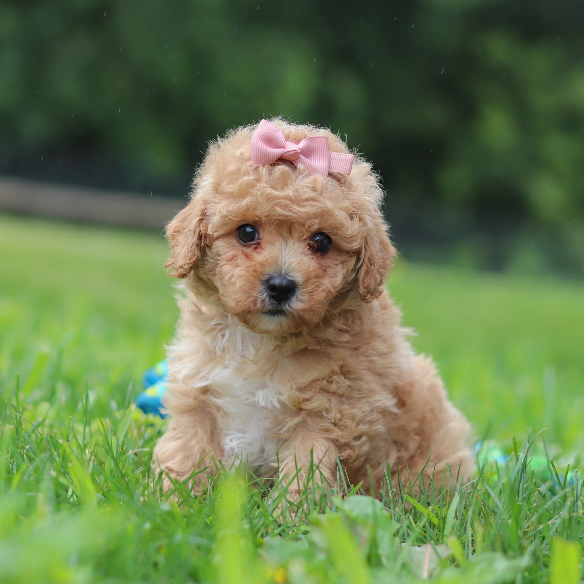 Cavapoo