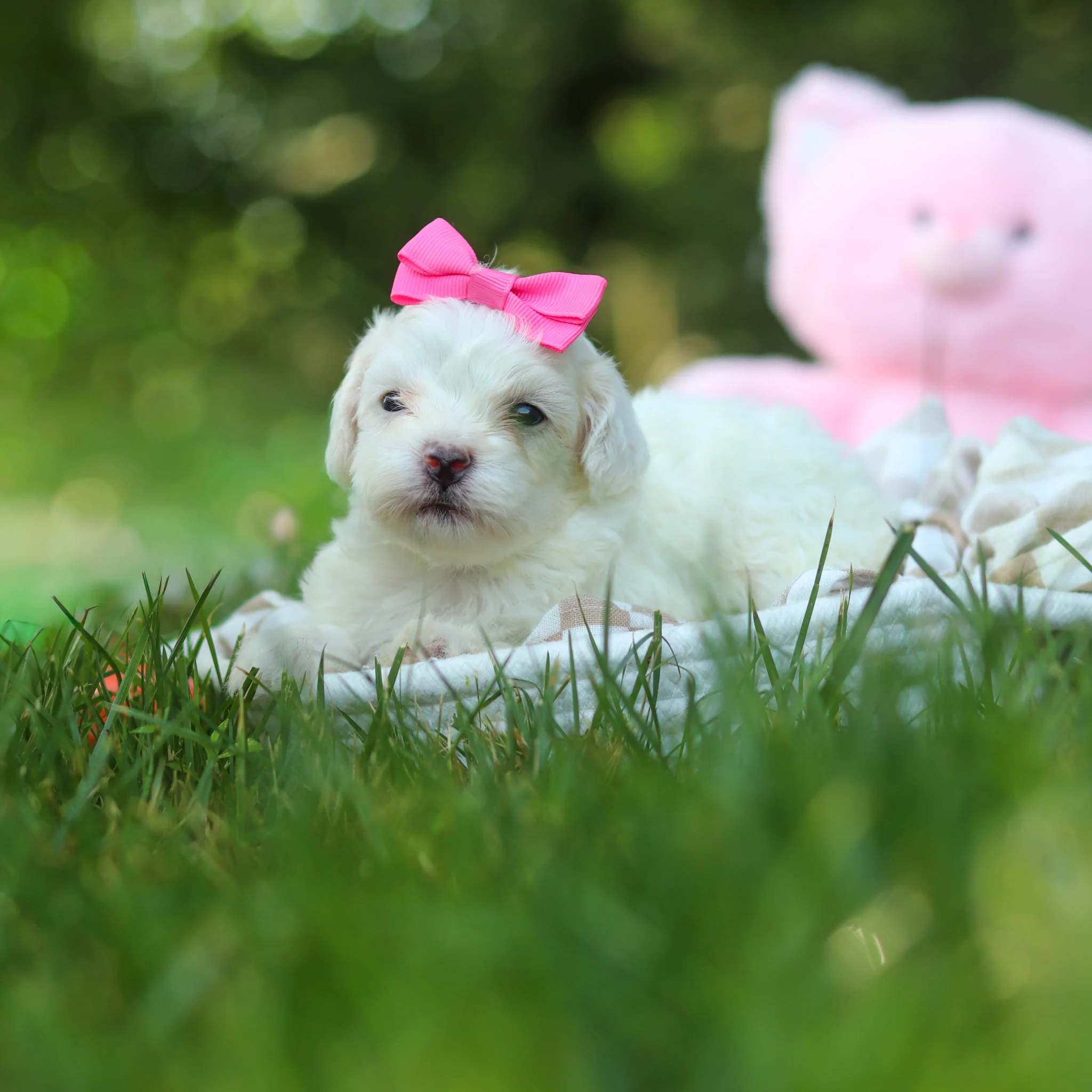 Teacup-Toy Maltipoo