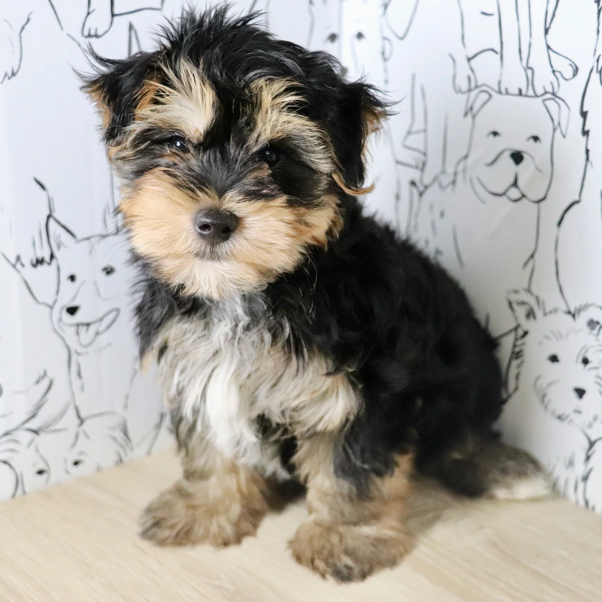 Doggone Deals Of The Day